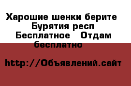Харошие шенки берите - Бурятия респ. Бесплатное » Отдам бесплатно   
